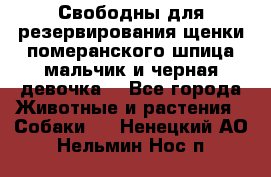 Свободны для резервирования щенки померанского шпица мальчик и черная девочка  - Все города Животные и растения » Собаки   . Ненецкий АО,Нельмин Нос п.